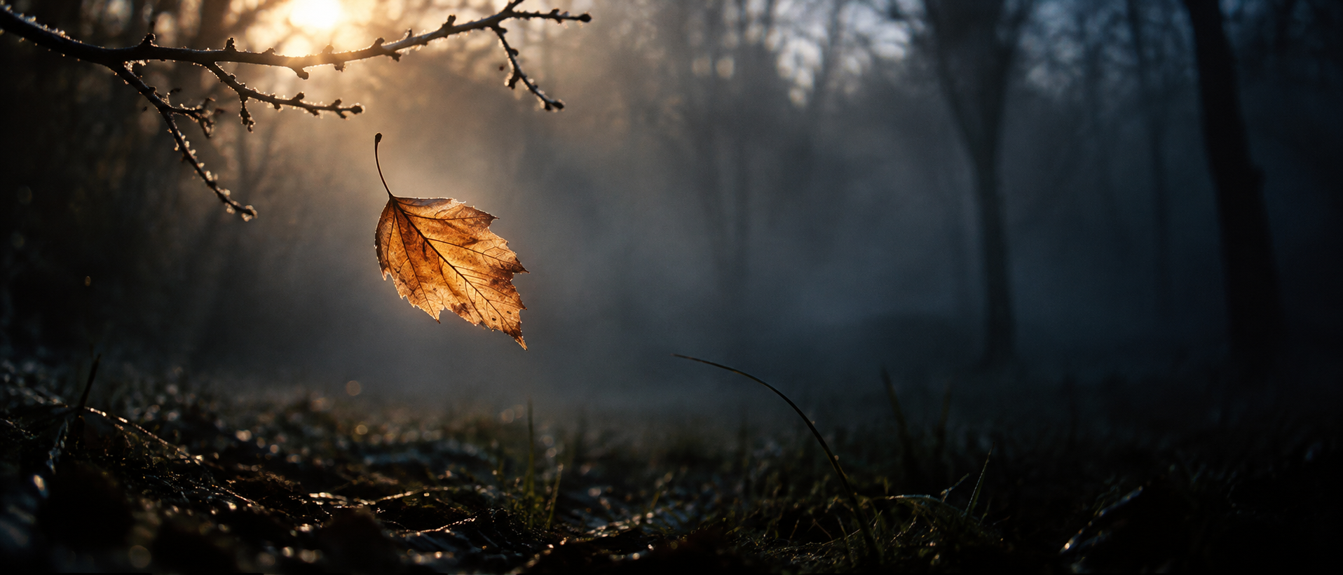Warm light shines through a delicate falling autumn leaf beneath a cold, frost-edged branch.